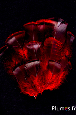 Tacchino bronzo - 5-15 cm - carmino